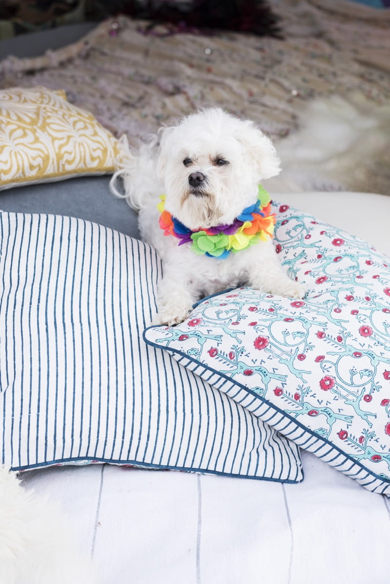 Interior Stylist + Home Blogger Maxine Brady gives her glamping guide - with tips on what to pack and ideas on where to stay. With a Nisi Living giveaway. A cute fluffy white dog